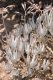 image of Cotyledon 