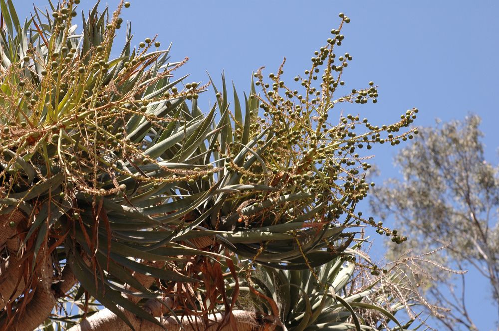 Asparagaceae Dracaena draco