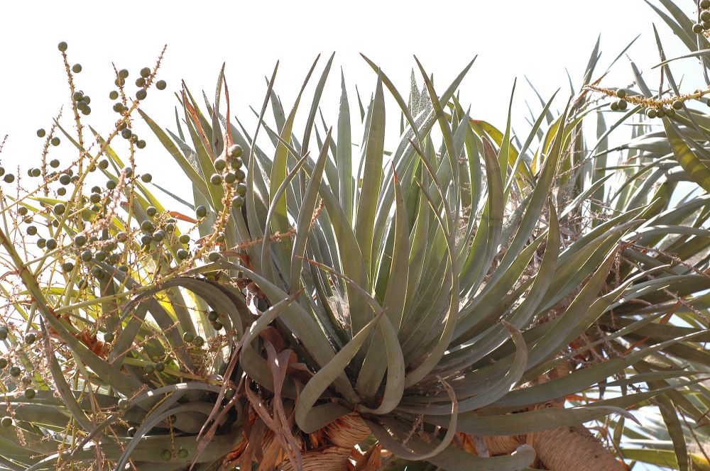 Asparagaceae Dracaena draco