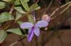 image of Duranta erecta