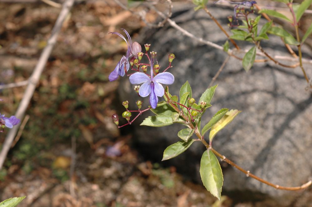 Verbenaceae Duranta erecta