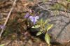 image of Duranta erecta