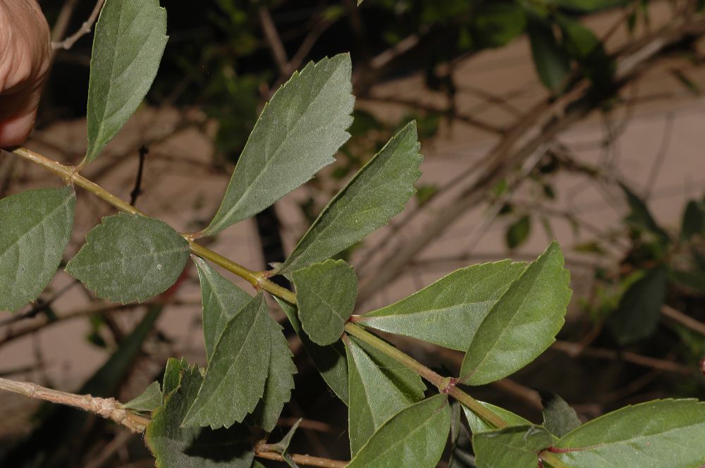 Verbenaceae Duranta erecta