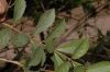 image of Duranta erecta