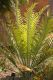 image of Encephalartos kisambo