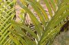 image of Encephalartos kisambo