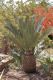 image of Encephalartos princeps