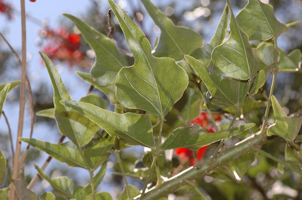 Fabaceae Erythrina 