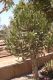 image of Euphorbia 
