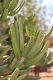 image of Euphorbia 