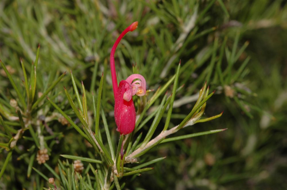 Proteaceae Grevillea 