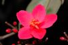 image of Jatropha integerrima