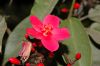 image of Jatropha integerrima