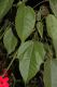 image of Jatropha integerrima