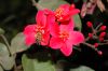image of Jatropha integerrima