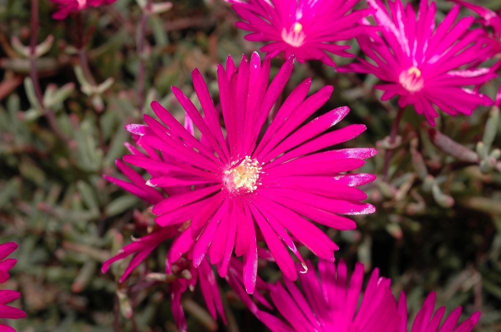 Aizoaceae Lampranthus spectabilis