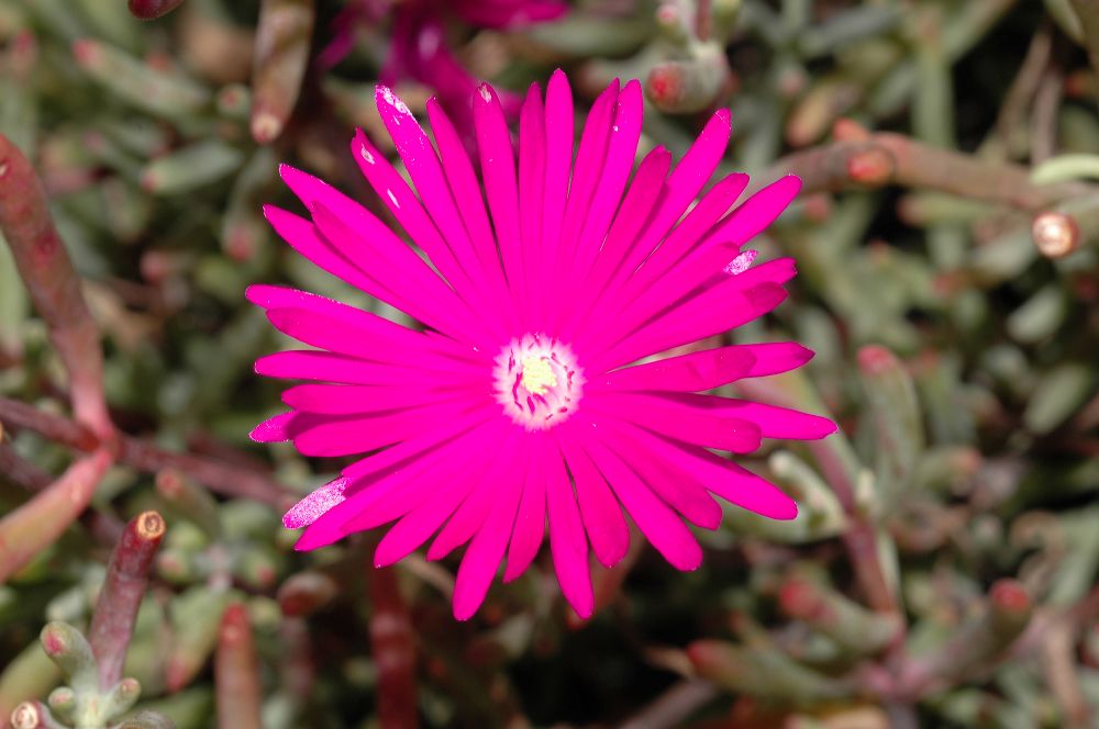 Aizoaceae Lampranthus spectabilis