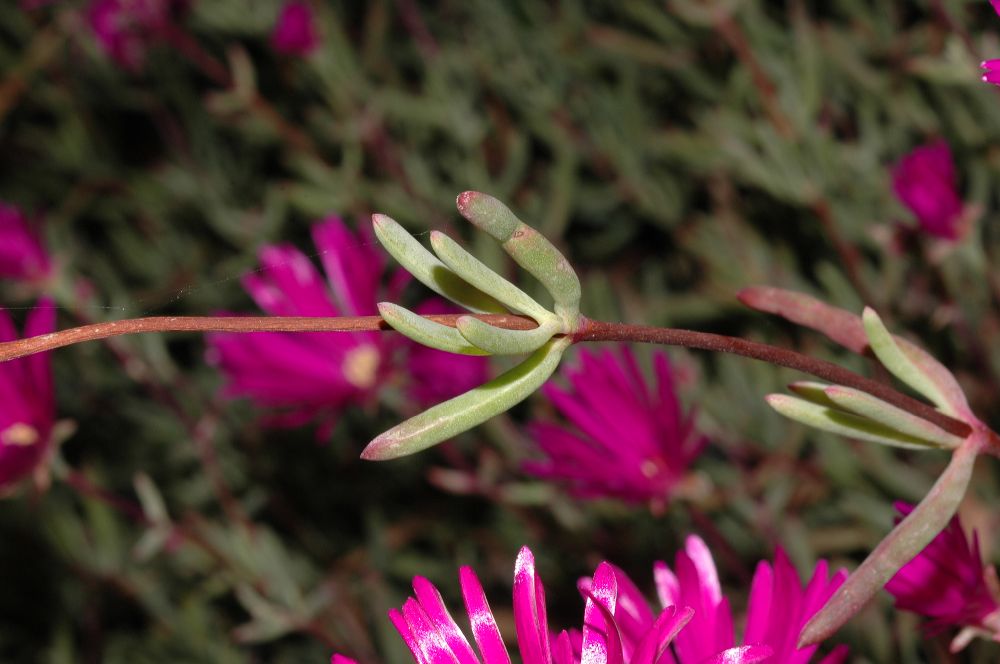 Aizoaceae Lampranthus spectabilis