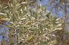 image of Olea europaea
