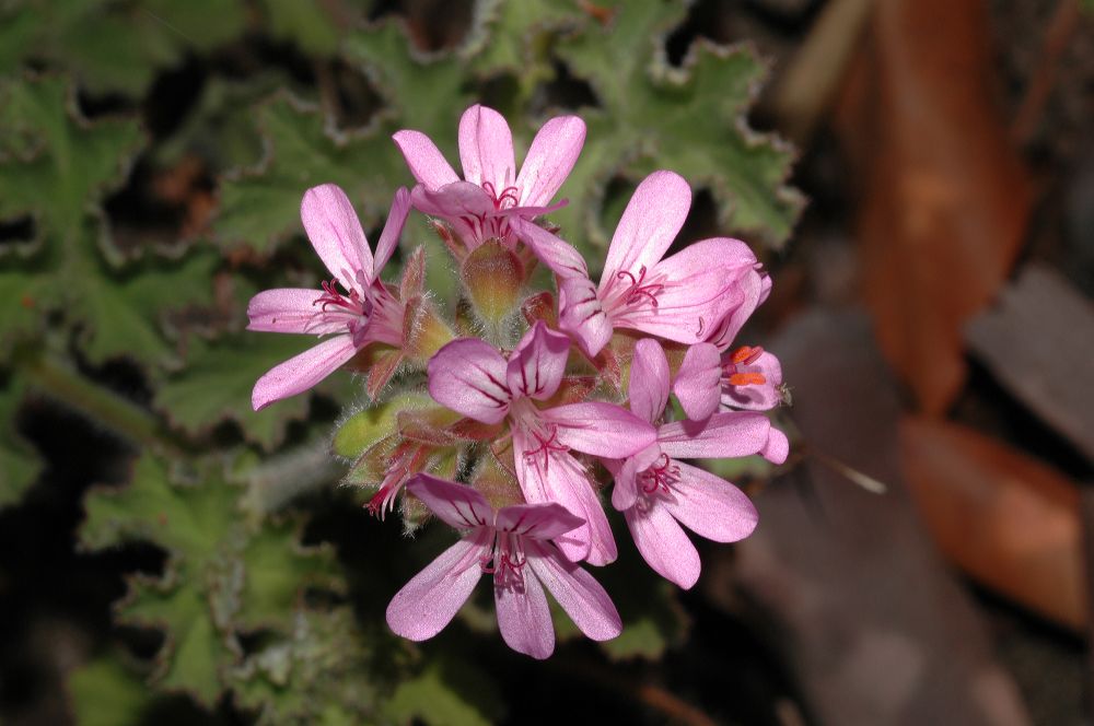 Geraniaceae Pelargonium 
