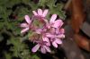 image of Pelargonium 