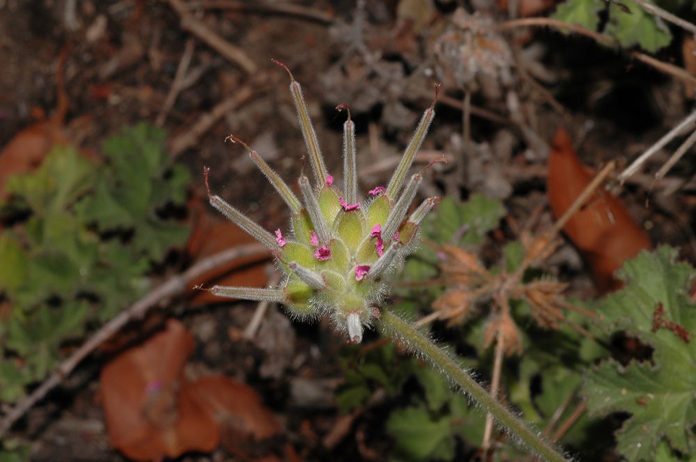 Geraniaceae Pelargonium 