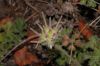 image of Pelargonium 