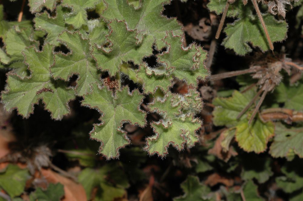 Geraniaceae Pelargonium 
