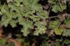 image of Pelargonium 