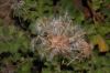 image of Pelargonium 