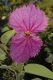 image of Dalechampia 