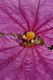 image of Dalechampia 