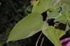image of Dalechampia 