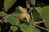 image of Dalechampia 