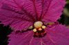 image of Dalechampia 