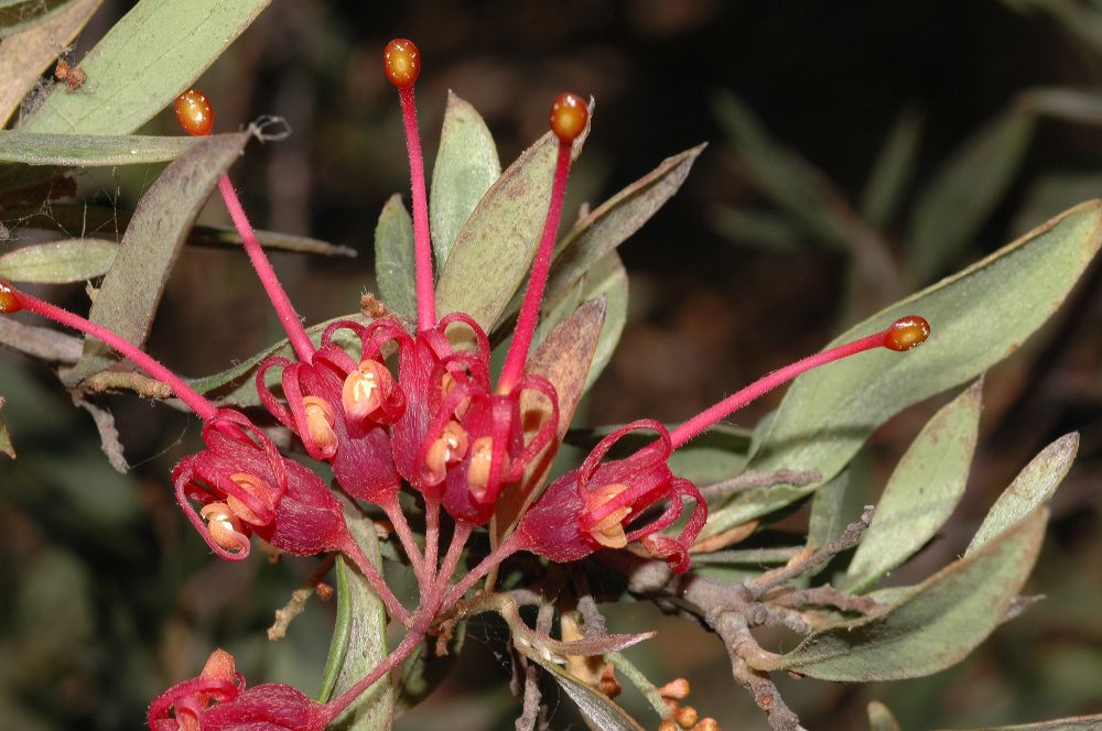 Proteaceae Grevillea 