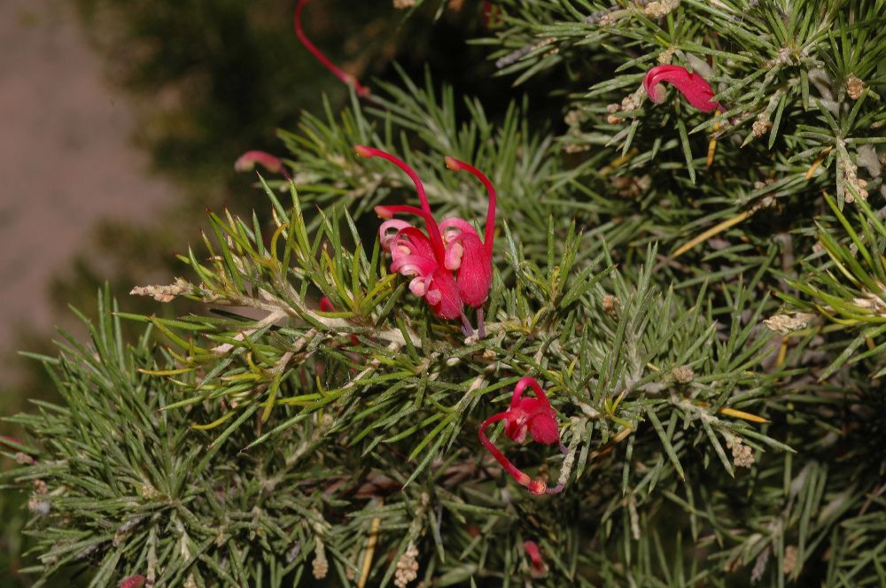 Proteaceae Grevillea 