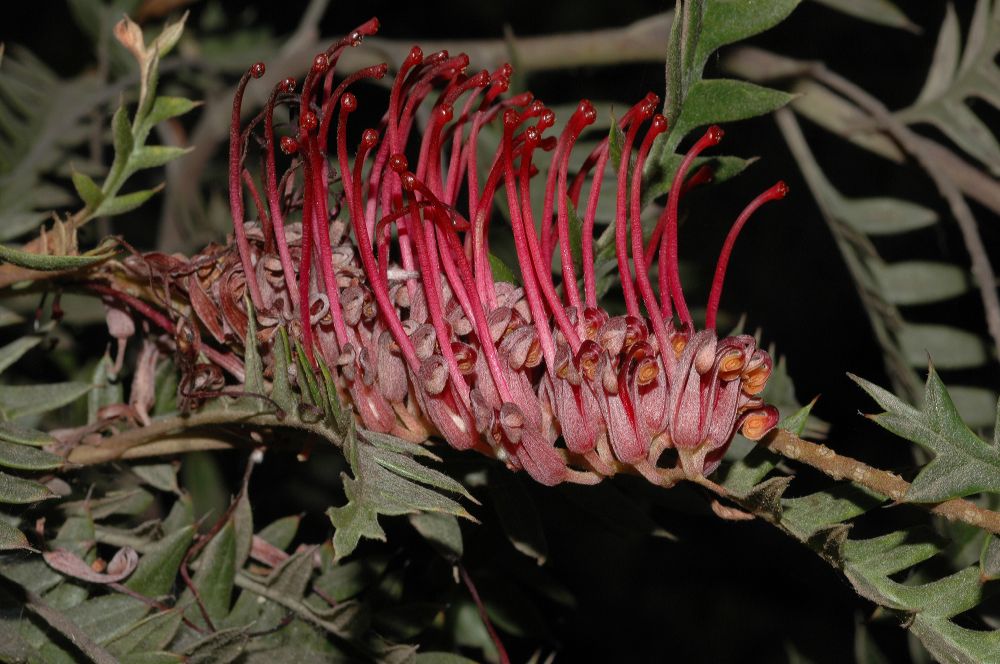 Proteaceae Grevillea 