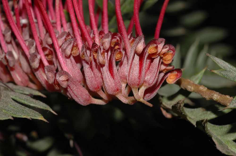 Proteaceae Grevillea 