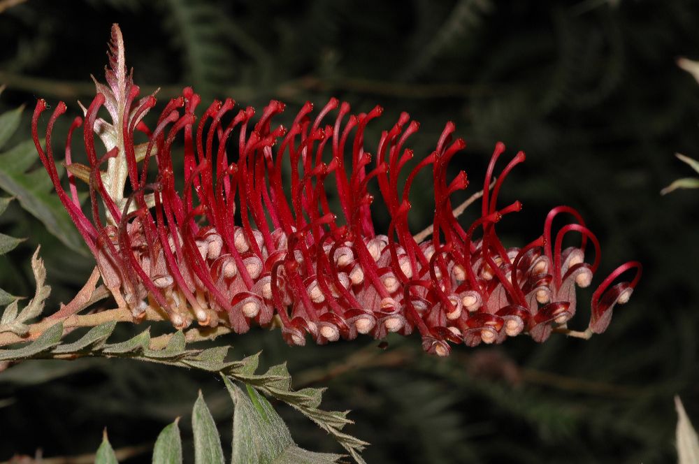 Proteaceae Grevillea 