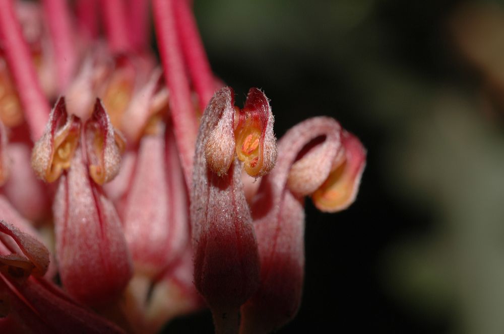 Proteaceae Grevillea 