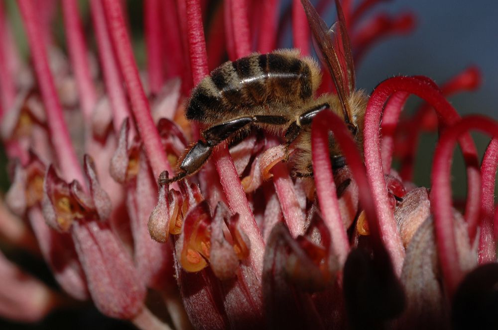Proteaceae Grevillea 