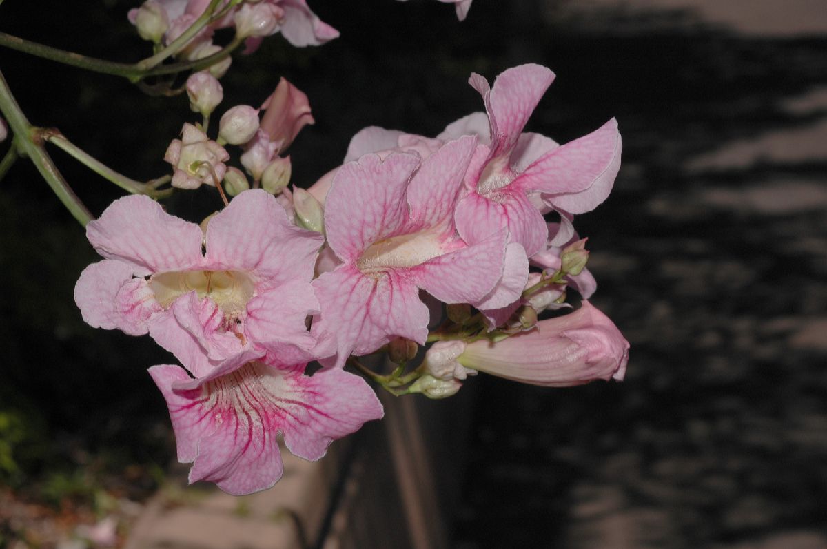 Bignoniaceae Podranea ricasoliana