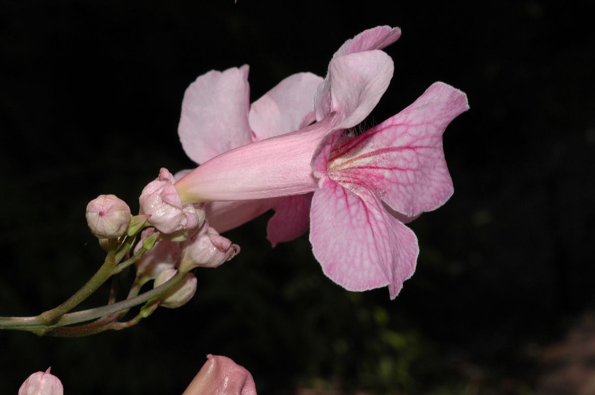 Bignoniaceae Podranea ricasoliana
