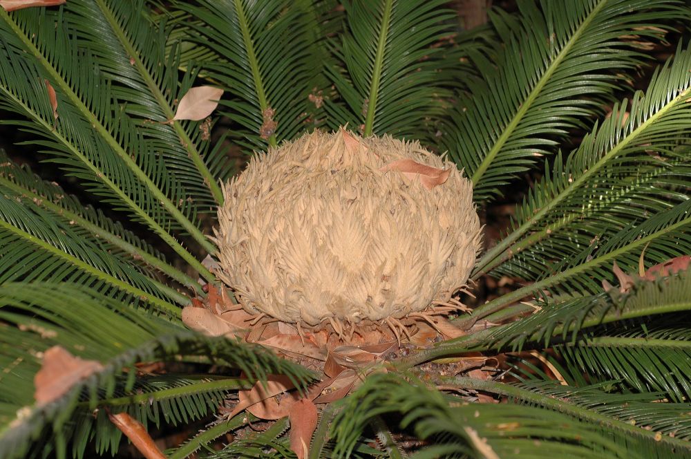 Cycadaceae Cycas revoluta