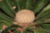 image of Cycas revoluta