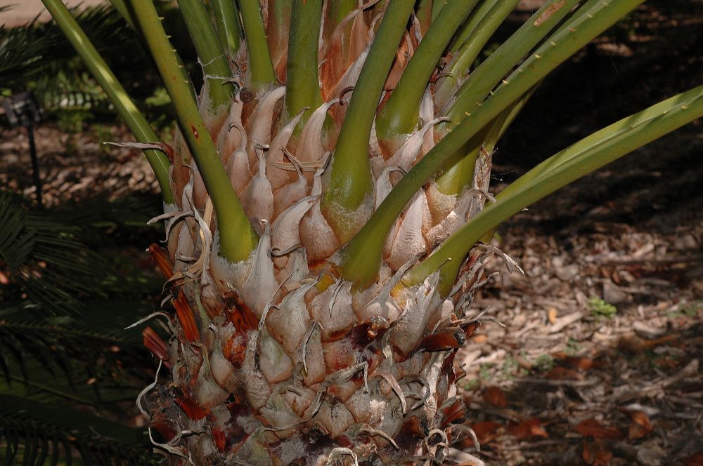 Cycadaceae Cycas circinalis