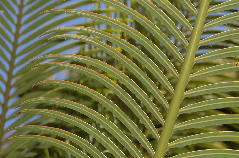 Cycadaceae Cycas circinalis