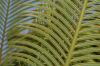image of Cycas circinalis