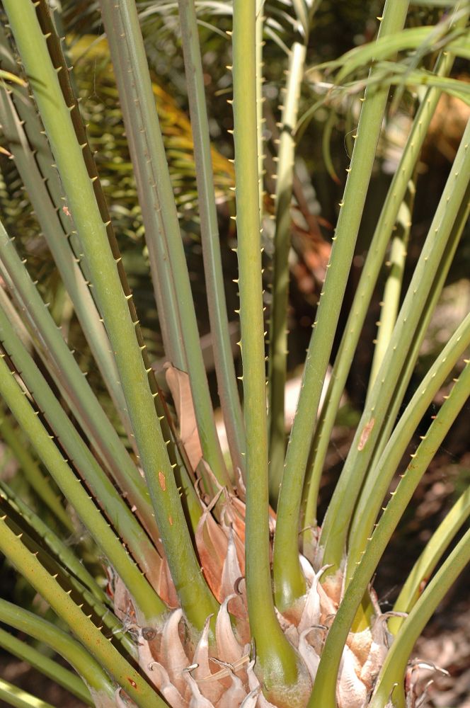 Cycadaceae Cycas circinalis